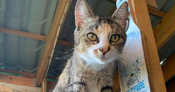 flavie pet sitter à LOMBARD 25440_2