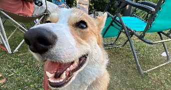 hanna pet sitter à PLAISIR 78370_2