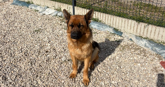 juliette pet sitter à Saint Jean de braye 45800_3