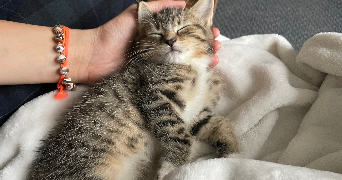 margot cat sitter à PARIS 16 75016_2