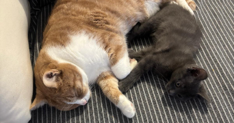 jovan pet sitter à ST DENIS 93210_2