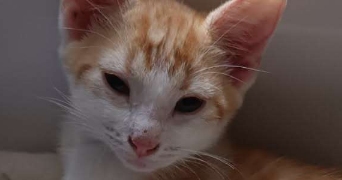 diane pet sitter à MAXEVILLE 54320_3