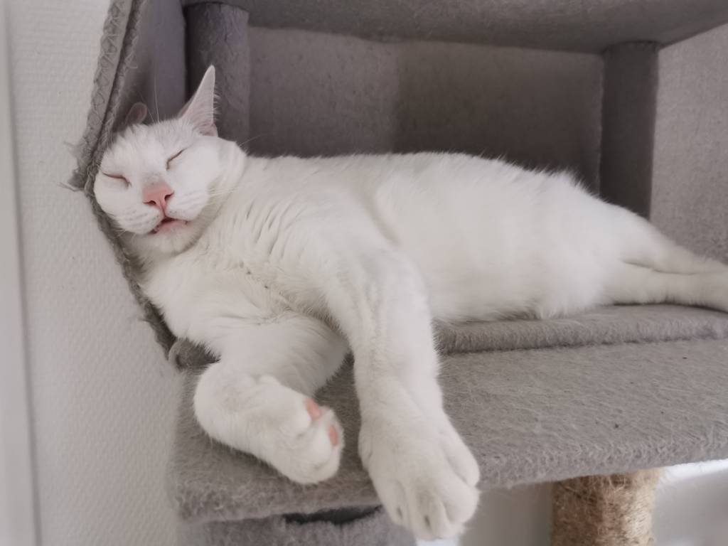 karen pet sitter à ST JAMES 50240_3