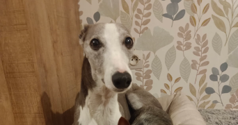 laura dog sitter à AGNEAUX 50180_5