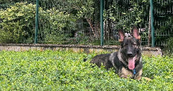 alicia pet sitter à ST MARTIN D HERES 38400_4