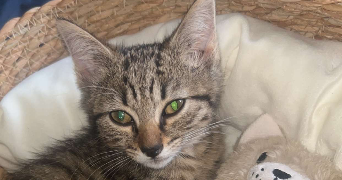 angel pet sitter à MONTLHERY 91310_9
