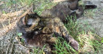 cidalia pet sitter à ST CYR SUR LOIRE 37540_2