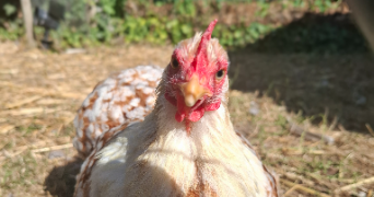 armelle pet sitter à DREUIL LES AMIENS 80470_1