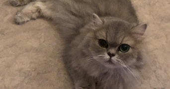 pierre pet sitter à ANGLET 64600_6