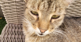 mathis pet sitter à LAVAL 53000_2