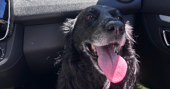 lucie pet sitter à AIX EN PROVENCE 13100_1