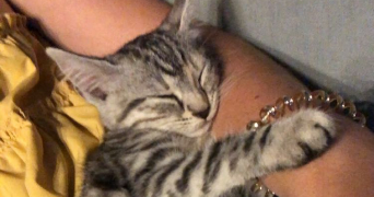 eva pet sitter à AIXE SUR VIENNE 87700_2