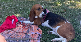 alison pet sitter à Morteau 25500_3