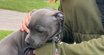 auriane pet sitter à TOULOUSE 31400_3