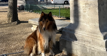 ana pet sitter à PARIS 01 75001_0