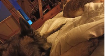 alisée pet sitter à PLOMBIERES LES DIJON 21370_2
