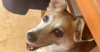 gabrielle pet sitter à REIMS 51100_1