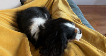 zélie pet sitter à VILLENEUVE D ASCQ 59491_1