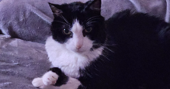 camille pet sitter à MULSANNE 72230_2