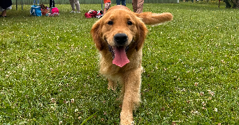 léna pet sitter à LEOGNAN 33850_2