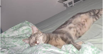 lola pet sitter à COURCELLES SUR NIED 57530_2