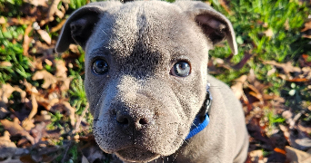 michael dog sitter à RENNES 35200_0