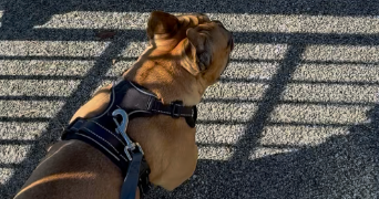 loan pet sitter à BREST 29200_1