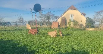 nathalie pet sitter à MESPLEDE 64370