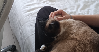 keigo pet sitter à MONTPELLIER 34090_2