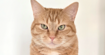 julie pet sitter à PONTFAVERGER MORONVILLIERS 51490_2