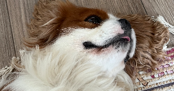 clemence pet sitter à ST MAUR DES FOSSES 94100_8