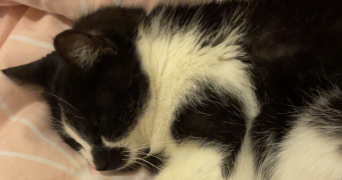 hélène pet sitter à VALLOIRE SUR CISSE 41150_2