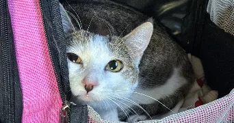 sarah pet sitter à LE CHESNAY ROCQUENCOURT 78150