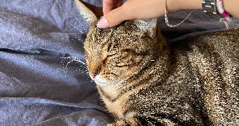 esther pet sitter à CAEN 14000_1