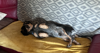 lauriane pet sitter à VILLEFRANCHE DE LAURAGAIS 31290_7