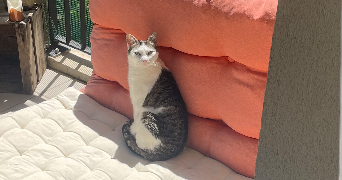 cindy cat sitter à MONTBONNOT ST MARTIN 38330_1