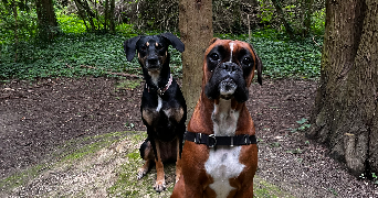 laura pet sitter à LES CLAYES SOUS BOIS 78340_0