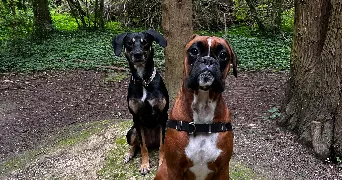 laura pet sitter à LES CLAYES SOUS BOIS 78340