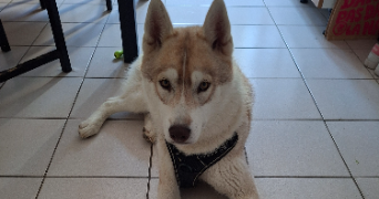 cecilia pet sitter à NARBONNE 11100_1