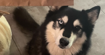 chevtchenko pet sitter à VALENSOLE 04210_2