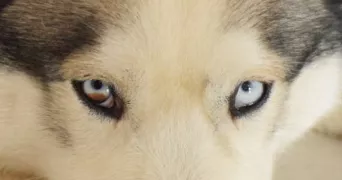 elodie pet sitter à ST VICTOR DE MORESTEL 38510