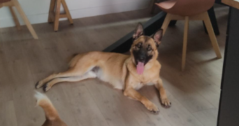 oceane pet sitter à ST OMER 62500_0