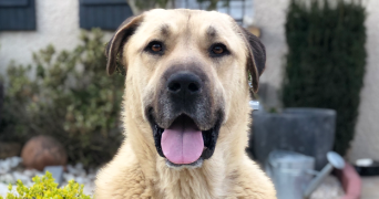 alexandra pet sitter à Freteval 41160_2