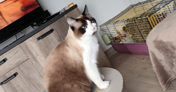 cindy pet sitter à CHABONS 38690_4