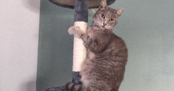 anne pet sitter à GUEMENE PENFAO 44290_7