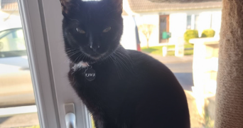 chloe pet sitter à Crisolles 60400_2