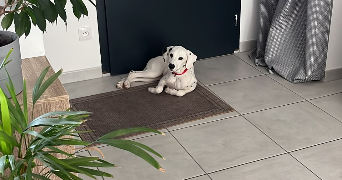 coraline  pet sitter à COLMAR 68000_3