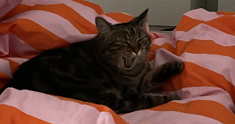marion pet sitter à MOUSSY LE NEUF 77230_5