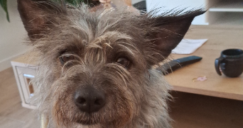mélany pet sitter à CADILLAC 33410_1