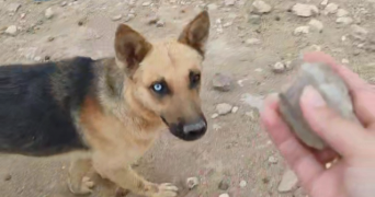 marie pet sitter à ST HERBLAIN 44800_2